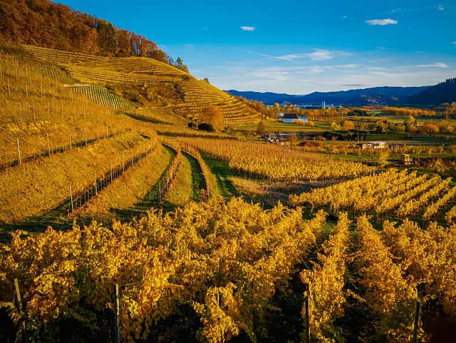 Badische Weinberge